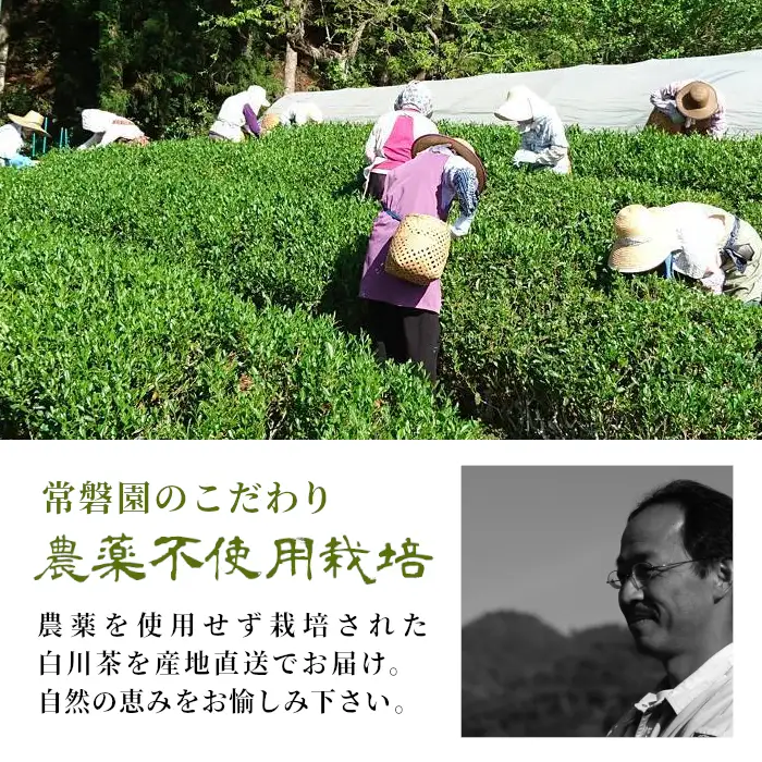 農薬不使用！浅炒りほうじ茶 150g 常磐園 ほうじ茶 浅炒り 日本茶 緑茶 煎茶 茶葉 お茶 一番茶 白川茶 美濃白川茶 農薬不使用栽培茶 春摘み 大容量 岐阜県 東白川村 お取り寄せ 贈答用 母の日