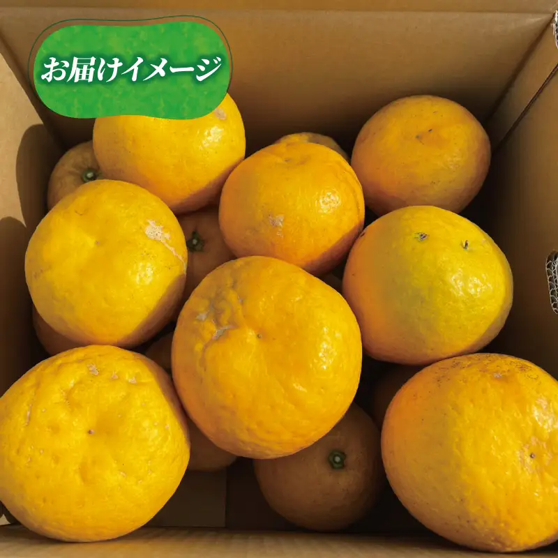 訳あり 河内晩柑 7 ～ 8 kg あかまつみかん 訳あり B010-203001