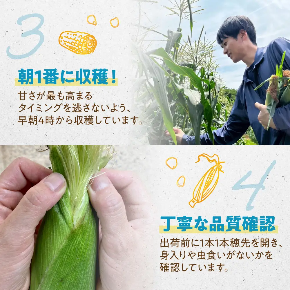 ＜先行予約＞ 朝採り とうもろこし 10本-11本 とうもろこし 冷蔵 糖度 フルーツ くらい 甘い 田原市 トウモロコシ コーン おやつ スイーツ コーンスープ にも 事前予約 旬 夏 初夏 野菜 やさい