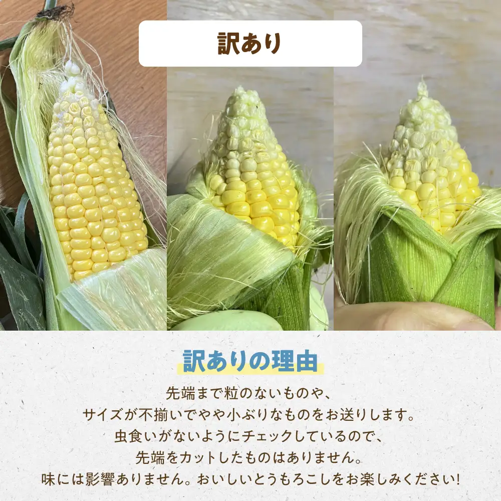 ＜先行予約＞ 朝採り とうもろこし 訳ありも選べる 10本-11本 (3.5kg以上) 訳あり とうもろこし 冷蔵 糖度 フルーツ くらい 甘い 田原市 トウモロコシ コーン おやつ スイーツ コーンスープ にも 事前予約 旬 夏 初夏 野菜 やさい