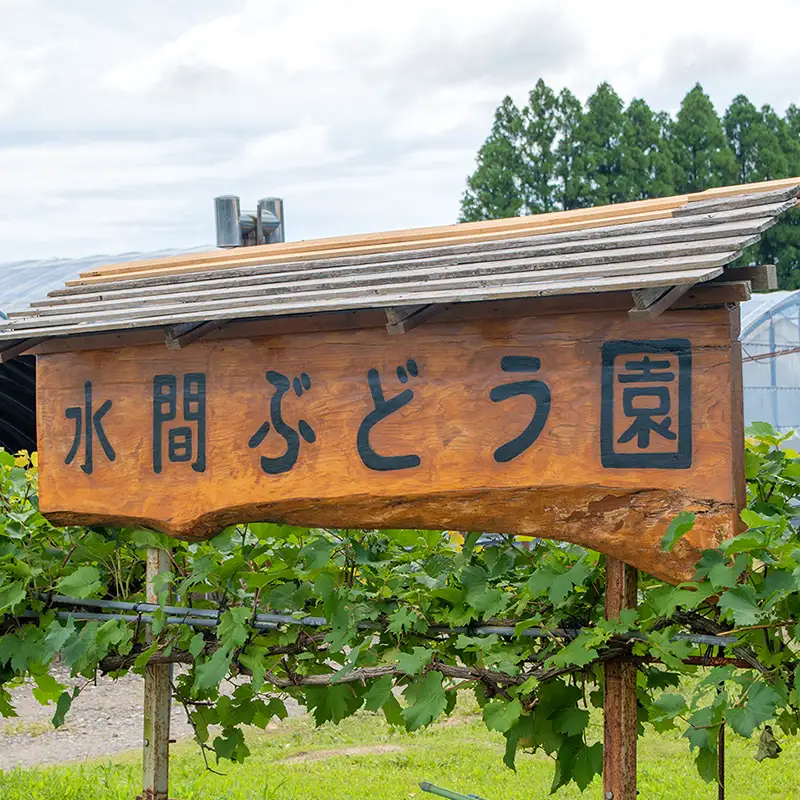 【先行予約】希少！マスカサーティーン 1kg（1～3房） 西都産完熟ぶどう 水間ぶどう園＜16-6a＞
