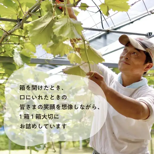 ご家庭用 特大ピオーネ2房 計1.3kg～ 種無し ピオーネ 【KF-B064-01】