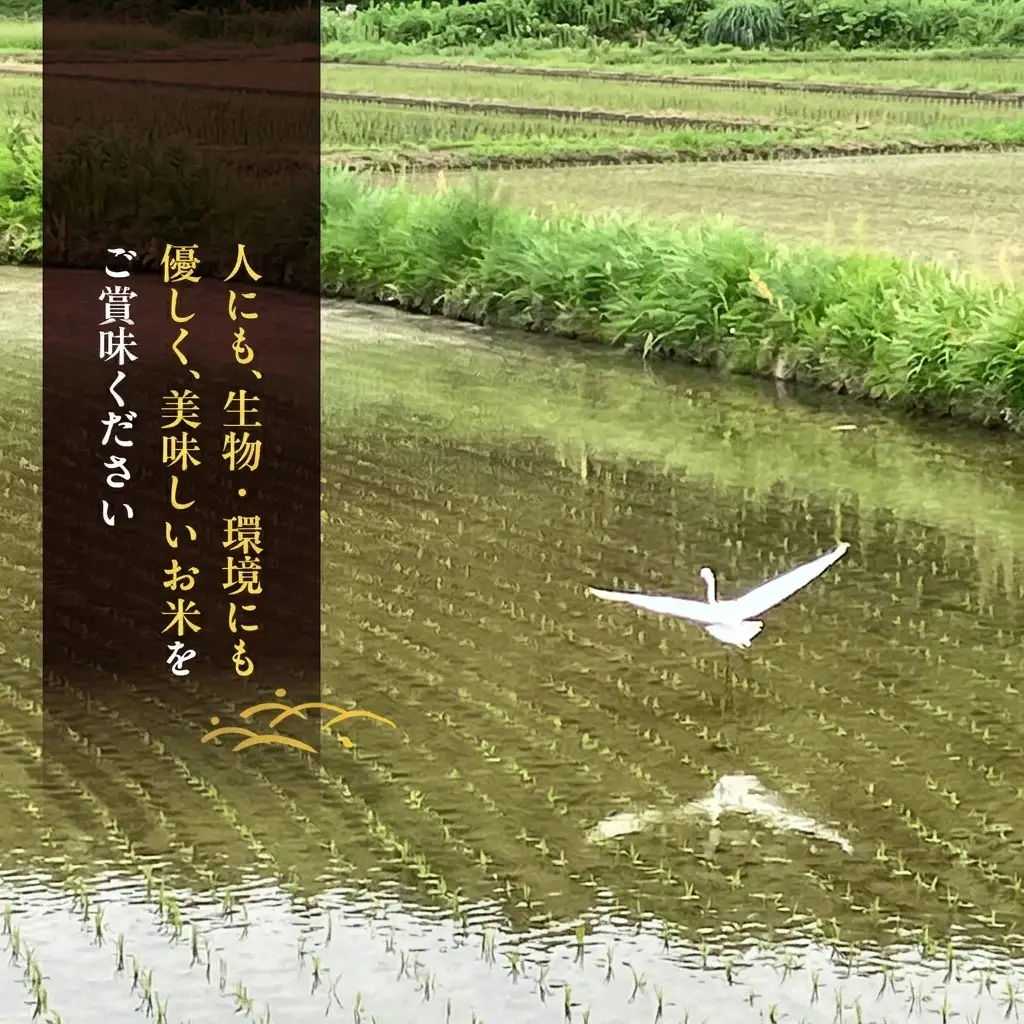 玄米 先行受付 ホタル舞う里山の棚田米 2kg 朝日 2kg×1袋 米 玄米