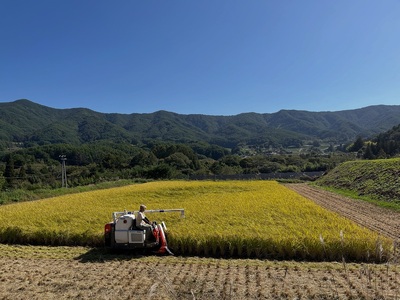 ＜白米＞コシヒカリ10kg 農薬不使用 化成肥料不使用 除草剤不使用【039-07】