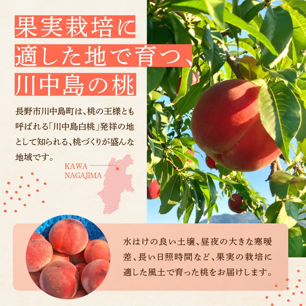 【2027年7月下旬～8月上旬発送予定　先行予約】すーさんの果樹屋 川中島の桃 大玉3玉 品種おまかせ |桃 フルーツ