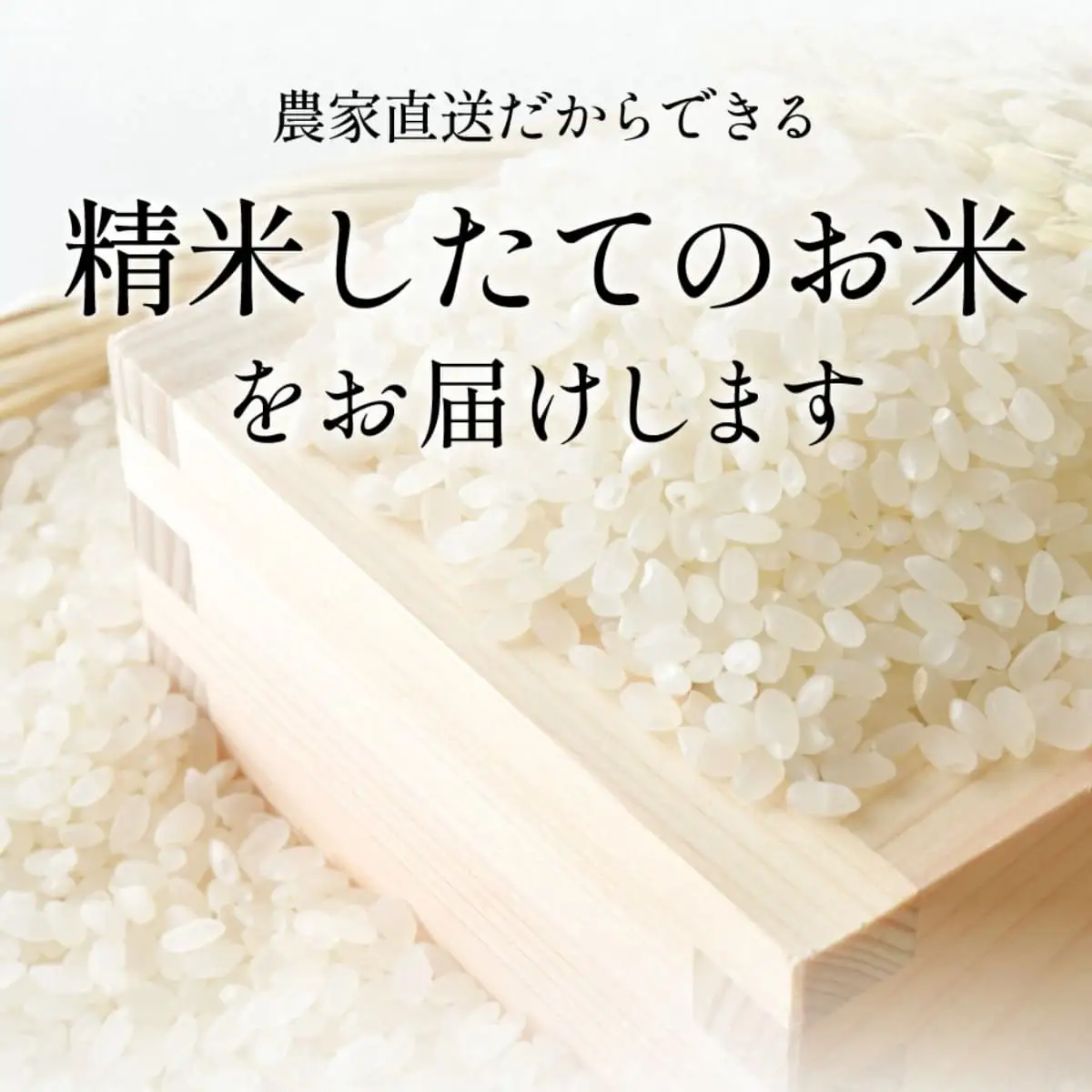 コシヒカリ【新米】特A コシヒカリ 令和8年産 丹波篠山産  2kg×3袋 小分け でかんしょ米 こしひかり