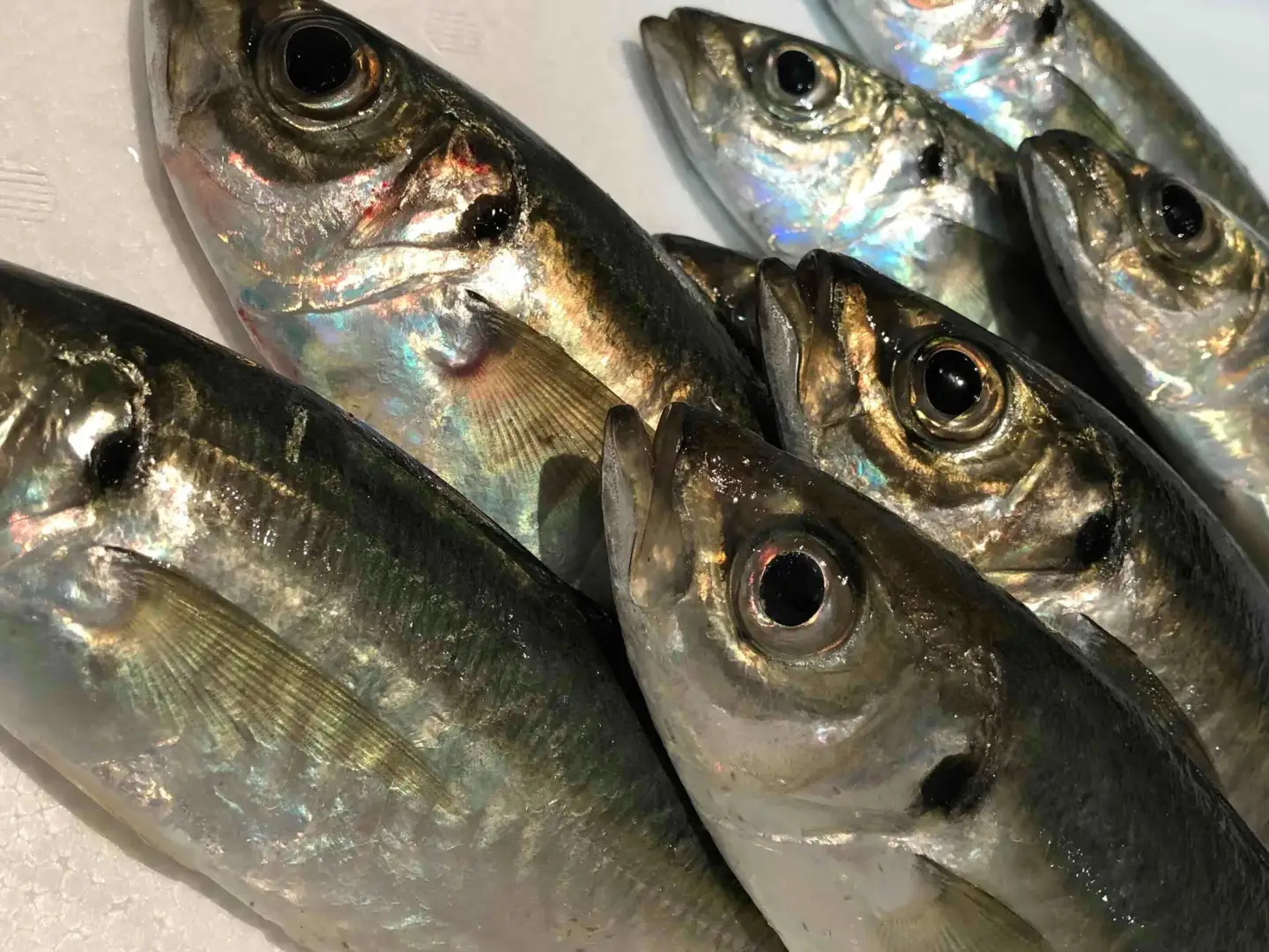 竹中水産の真鯖5キロ!【F22-241】【配送不可地域：離島・北海道・沖縄県・東北・関東・信越、北陸・東海・九州】【1073402】 YWTM059