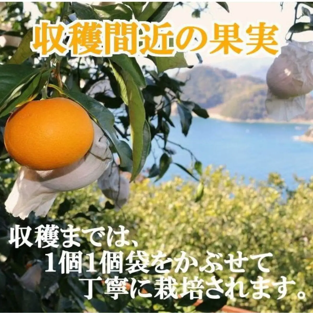 【先行受付】完熟・口いっぱいに広がる、贅沢な果汁!!「きよみ」約5kg　【D39-34】【1262235】 YWTF015