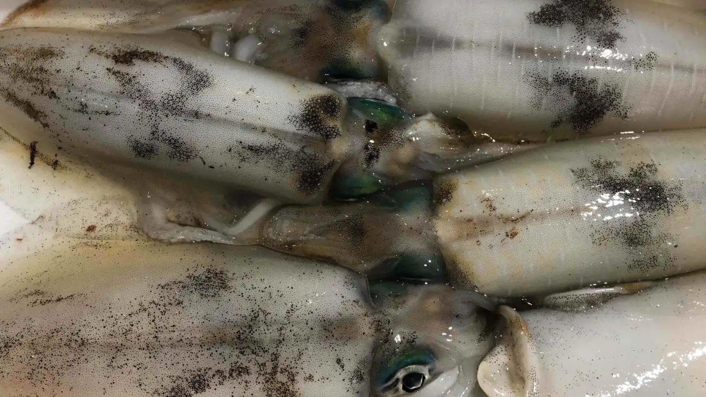 竹中水産のアオリイカ1kg前後!(±100g)【D22-274】【配送不可地域：離島】【1143922】 YWTM091