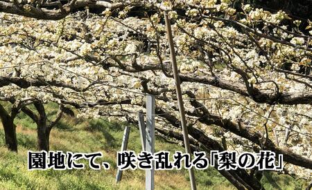 八幡浜の梨、果汁たっぷり!!「豊水」4キロ【D39-37】【配送不可地域：離島】【1316567】 YWTF017