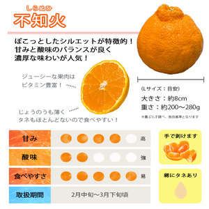 【先行受付】「芳醇」八幡浜産しらぬい約4kg【C28-7】【1119942】 YWTN004