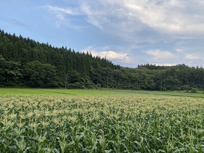【先行予約】2027年≪5本≫朝採り完熟とうもろこし 恵味スター 糖度18度超！黒姫高原 令和9年7/15~25限定出荷／TAKA農園