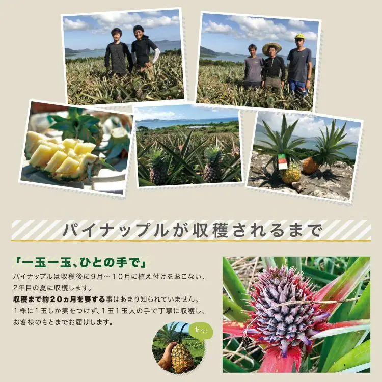 パイナップル 石垣島産 スナックパイン 約2.8kg 2～4玉