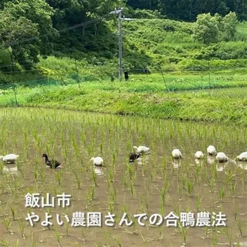 酔田鴨　純米吟醸　720ml×1本【1678434】