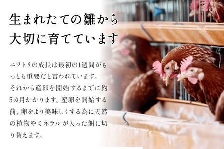《定期便9ヶ月》 たまごの樹 純国産鶏種 卵『もみじ』27個+割れ保証3個付き（10個入×3パック）