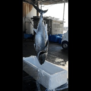 長門産養殖 本マグロ 中トロ柵 1kg 【刺身 柵 マグロ 中とろ まぐろ 鮪 中トロ トロ とろ さしみ さく 冷凍】(1419)