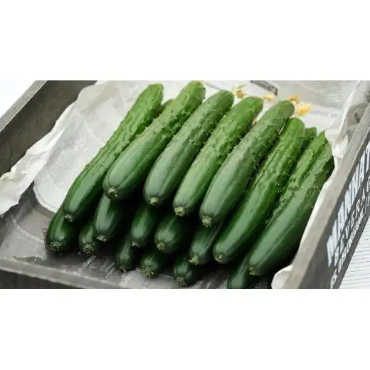 シャキッと美味しい！ 瀬戸内産 きゅうり 約2kg 【2026年 9月以降発送】 