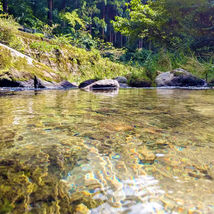 【数量限定】大山の水で育てた関金町産 コシヒカリ 5kg