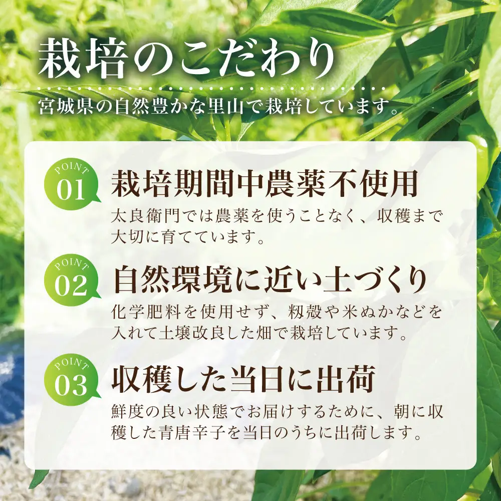 【宮城県産】生青唐辛子 龍の尾 1.5kgセット（500g×3袋）7月末頃より順次発送 激辛韓国品種 西根の森｜太良衛門
