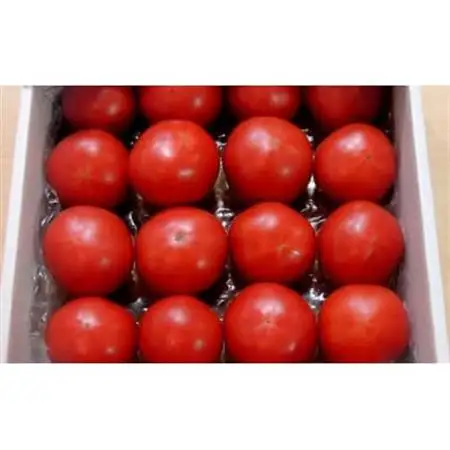 【先行受付2027年発送】美味しんぼに登場　トマト「桃太郎」大箱 12玉～20玉　特選　糖度9度以上【配送不可地域：離島・沖縄県】【1604237】