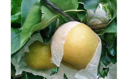 【数量限定】精華園のこだわり 梨（約3kg）品種はおまかせ【2026年8月下旬～10月下旬迄発送予定】