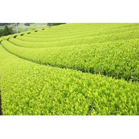 かけがわ抹茶饅頭 8個入り・掛川茶ティーバッグ桜(5g×20個)・やよい茶葉(100g)　和みセット【配送不可地域：離島・沖縄県】【1719438】