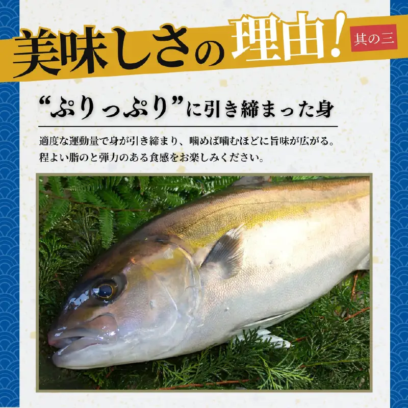 鹿屋市産 かんぱち 胡麻醤油漬け 海鮮 丼 セット 6食分 KN097-005-02 カンパチ 魚 冷凍