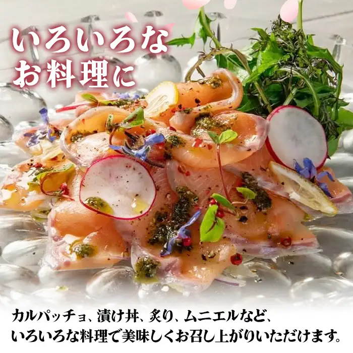 さいき 桜 サーモン フィーレ (1尾分・約500g) 期間限定 冷凍 サクラマス 刺身 ムニエル お味噌汁 お鍋 国産【GP013】【高瀬水産】