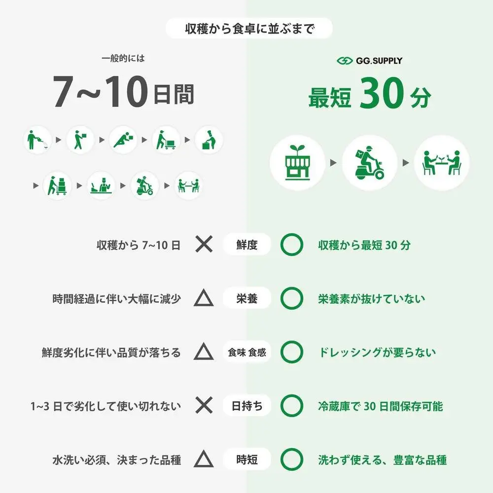 【2回定期便】常備野菜5種詰め合わせ│ドレッシング要らず 一ヶ月日持ち 洗わずそのまま 付け合わせ専用 ミディアムリーフ 5つ星ホテル採用