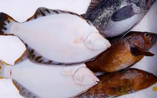 北海道産 船上活〆鮮魚詰め合わせ約3kg 【2026年10月上旬～12月上旬まで発送予定】 鮮魚 活〆 血抜き セット 旬 出汁 3キロ 魚 魚類 魚介 魚介類 食材 国産 鮮魚セット 詰め合わせ