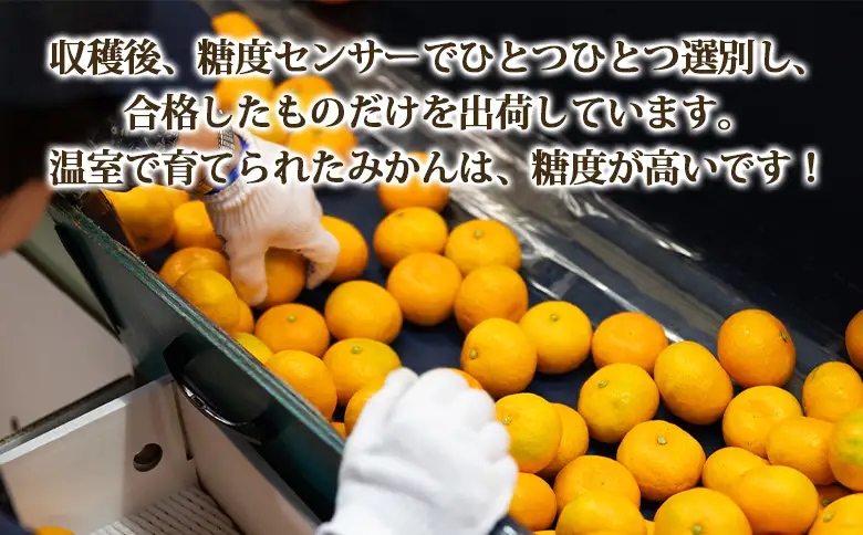 【３回定期便】山北温室みかん 2.5kg Wku-0062