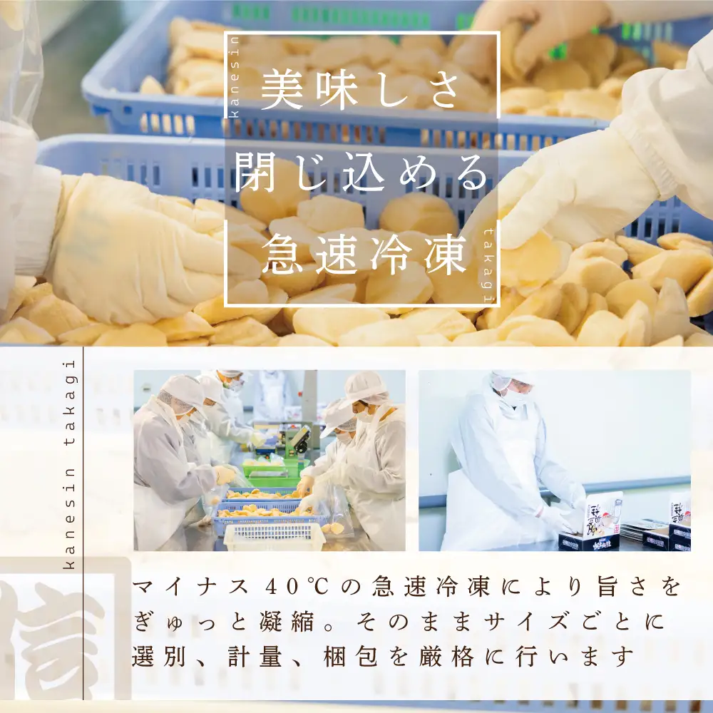 北海道 別海町 野付産 大玉 ホタテ 500g (約15玉前後)（ ホタテ 帆立 貝柱 大粒 ふるさと納税 ふるさと ）