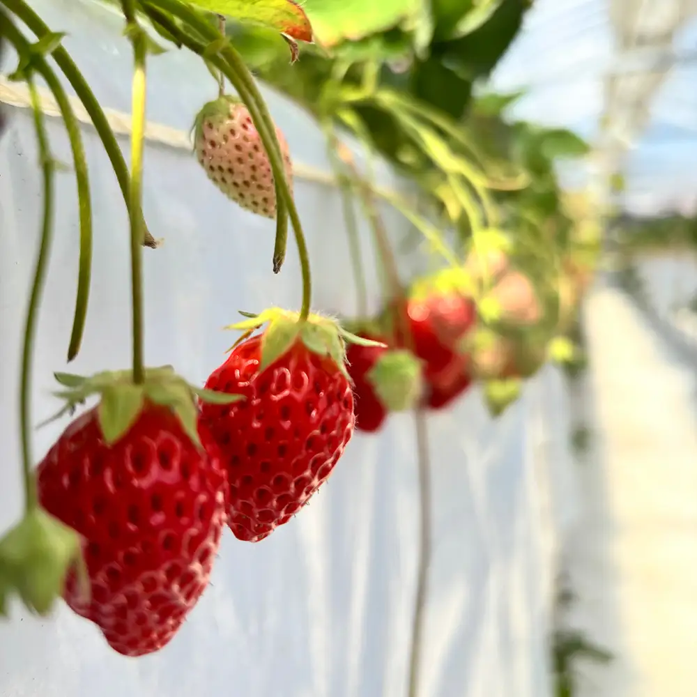 【先行予約】MIYA FARM いちご（品種：かおりの）12粒入り×2パック 合計 24粒 ※北海道・沖縄・離島への配送不可 ※2026年12月中旬～2027年5月下旬頃に順次発送予定