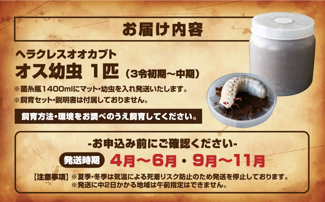 ヘラクレスオオカブト 幼虫 1匹 オス 3令初期～中期 自由研究  福島県 田村市 ムシムシランド