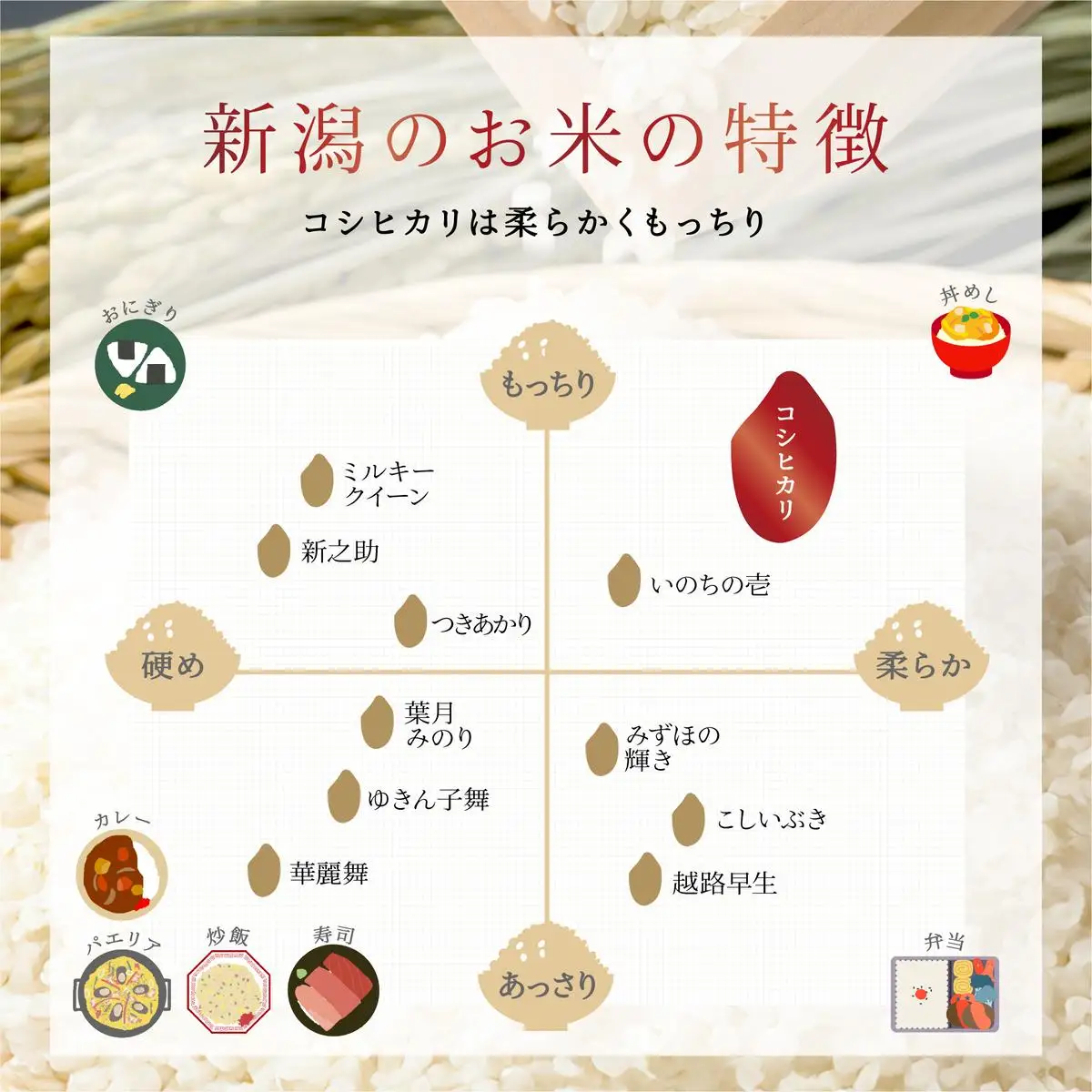 6ヶ月定期便 令和7年産 新潟市産 新之助 2kg 白米 精米 新潟県産 米 お取り寄せ ブランド米
