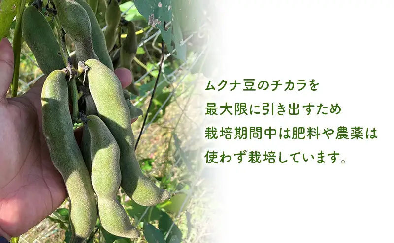 パウダー ムクナ豆 焙煎 健康食品 三重 パウダー