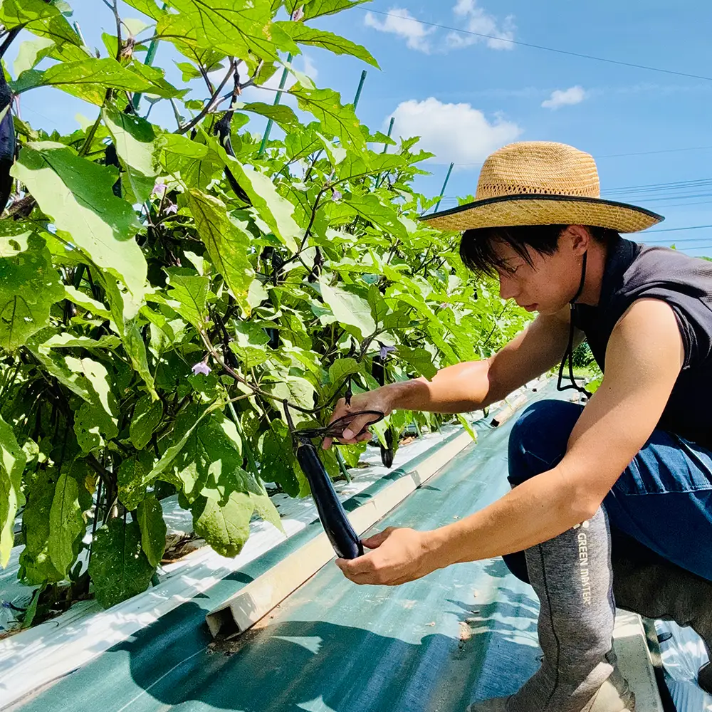 つかさ農園 季節のお野菜詰め合わせ（6～8種） ※北海道・沖縄・離島への配送不可 ※2026年6月中旬～9月下旬頃に順次発送予定