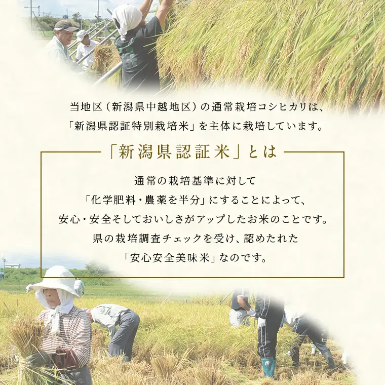 米 令和7年産 特別栽培米 新潟県産コシヒカリ（白米）10kg