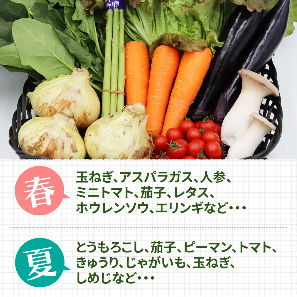 お試し 野菜セット 8品目 [SCZ027]