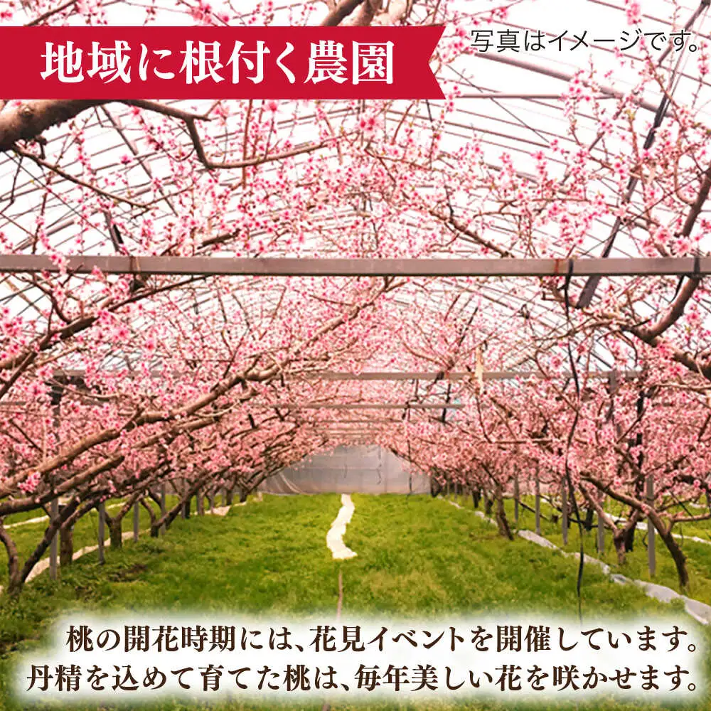 【2027年6月-発送】【2回定期便】南島原の桃を食べ比べ 化粧箱入り 計2kg 日川白鳳 夢富士 あかつき なつっこ / 桃 もも ハウス桃 フルーツ 果物 / 南島原市 / ふくはちファーム[SBS001]