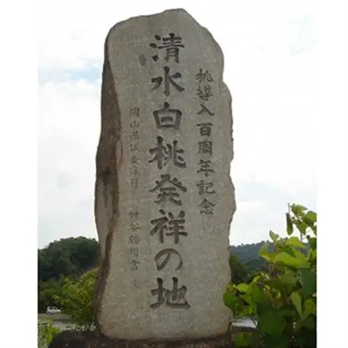 岡山県産　清水白桃　6～8玉入り　2キロ 化粧箱入り【配送不可地域：離島・北海道・沖縄県・東北・関東・信越、北陸】【1726282】