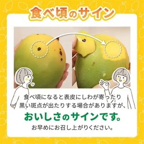 【2026年8月中旬から順次発送】今帰仁産の幻のキーツマンゴー1.5kg(2～3玉)【配送不可地域：離島】【4014739】