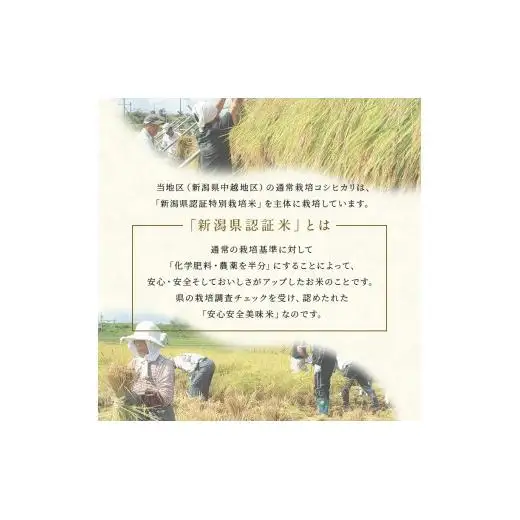 米令和7年度産 新潟県産特別栽培米新之助（玄米）5kg