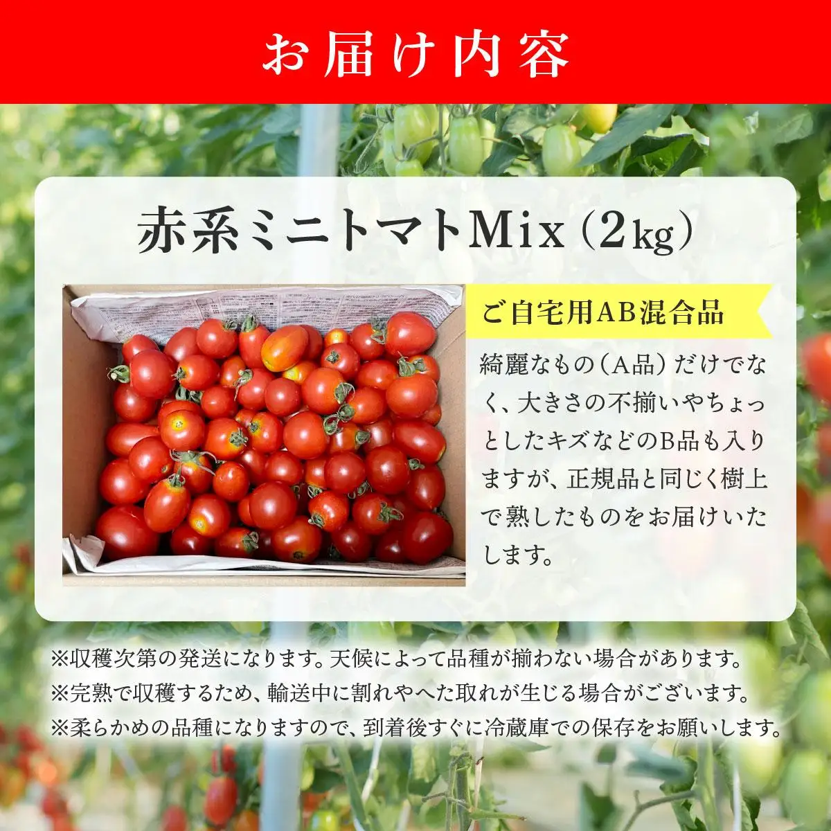 ＜先行予約＞赤系ミニトマトMix(たっぷり2kg)【ffk-004】