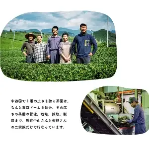 土佐霧山茶 晩茶 60g×5｜晩茶 番茶 高知県産 日本茶 土佐茶 プレゼント 茶葉 水出し