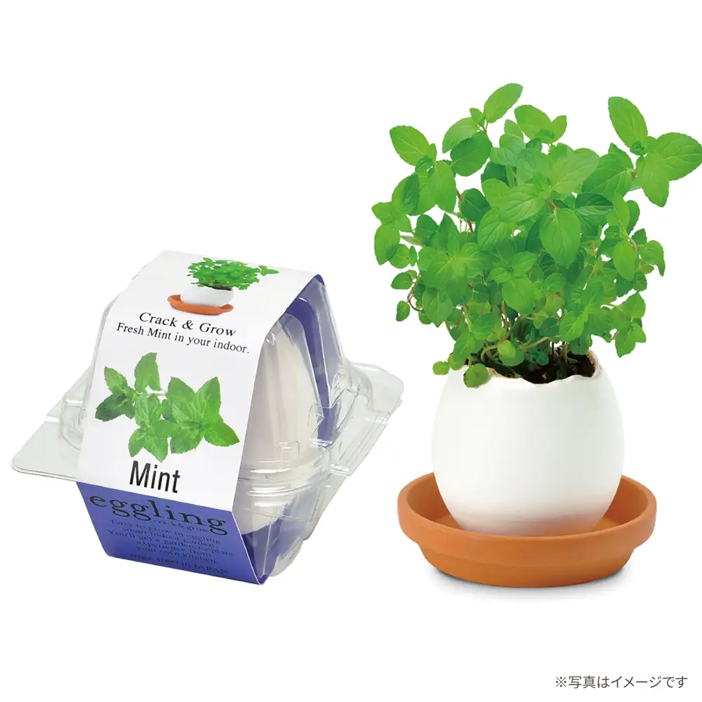 エッグリング クリアパッケージ 2個（バジル、ミント）/ 栽培キット 園芸 ハーブ / 瀬戸市 / 聖新陶芸[BBEK001]