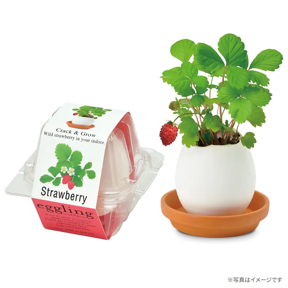 エッグリング クリアパッケージ 2個（バジル、ワイルドストロベリー） / 栽培キット 園芸 ハーブ / 瀬戸市 / 聖新陶芸[BBEK002]