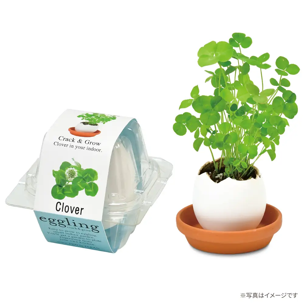 エッグリング クリアパッケージ 2個（バジル、クローバー） / 栽培キット 園芸 ハーブ / 瀬戸市 / 聖新陶芸[BBEK003]