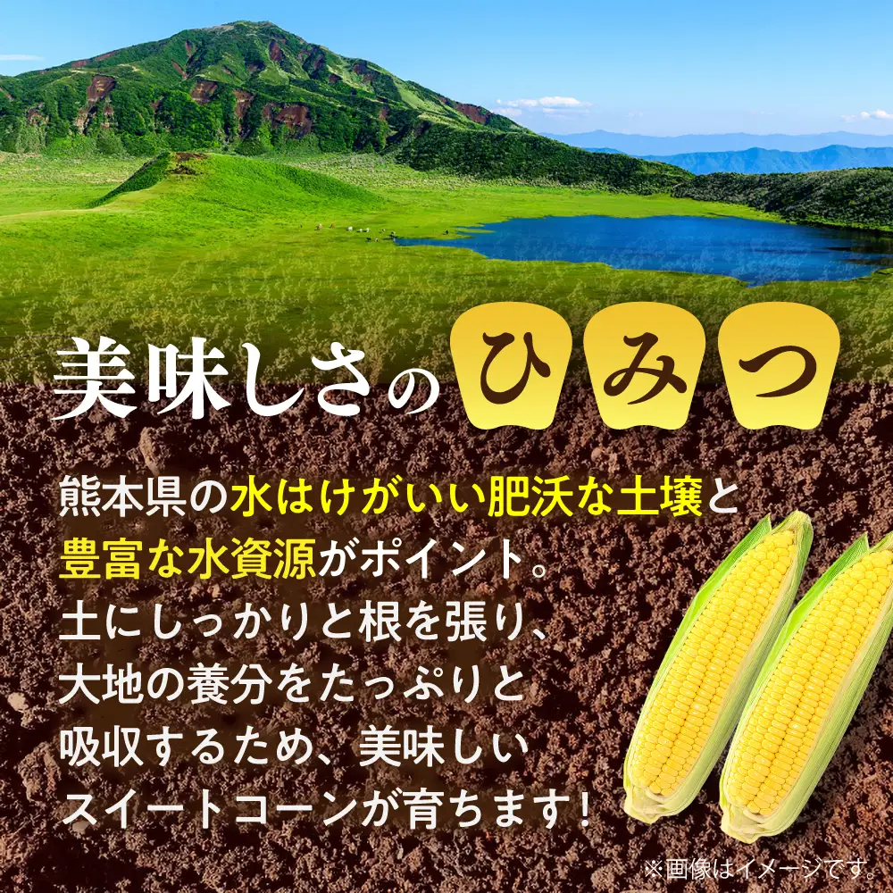 【先行予約】【2027年5月中旬より順次発送】スイートコーン(プレミアム味来) 約4kg スイートコーン[BHCJ004]