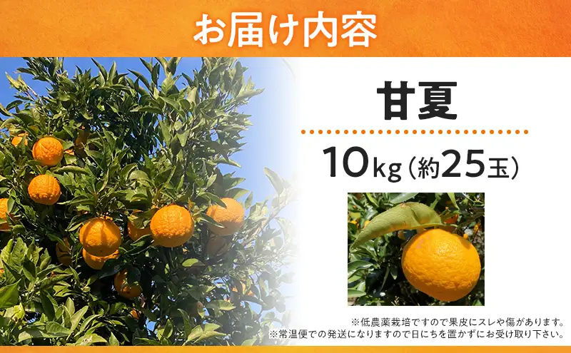 甘夏 10kg 柑橘 かんきつ みかん あまなつ 旬の果物 フルーツ 果実 果物 くだもの 河津町 静岡県